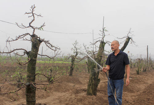 Ông chủ vườn đào và 501 xác chết trôi sông