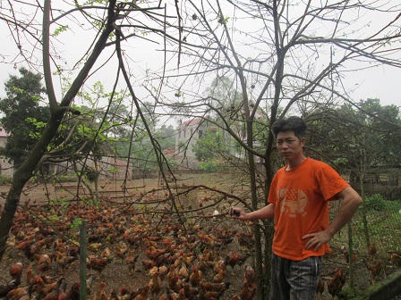 Gà thải Trung Quốc lộng hành “dìm giá“ gà ta