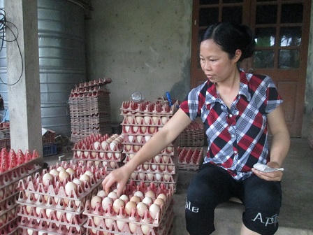 Gà thải Trung Quốc lộng hành “dìm giá“ gà ta