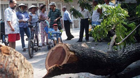 Thương lái Tàu bật mí về "quyền năng" gỗ sưa