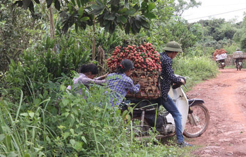 “Cơn ác mộng” trúng mùa của người trồng vải 