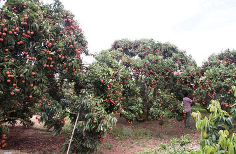“Cơn ác mộng” trúng mùa của người trồng vải 