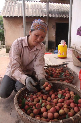 “Cơn ác mộng” trúng mùa của người trồng vải 