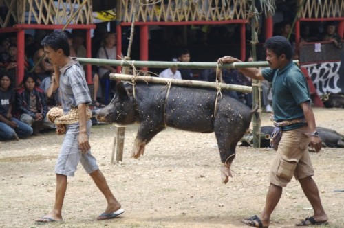 Lễ tang kỳ lạ nhất thế giới của bộ lạc cổ ở Indonesia