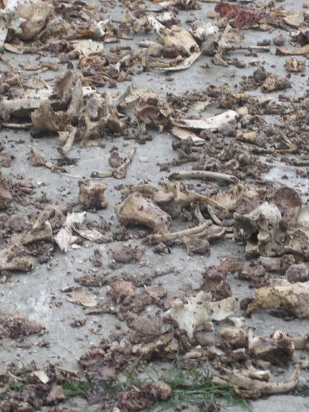 Tử khí ám “lãnh địa” mổ trâu bò lớn nhất Hà Nội