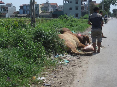 Tử khí ám “lãnh địa” mổ trâu bò lớn nhất Hà Nội
