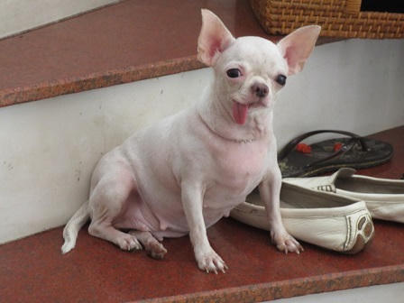 Chàng trai mê thú cưng “độc” hơn... vợ