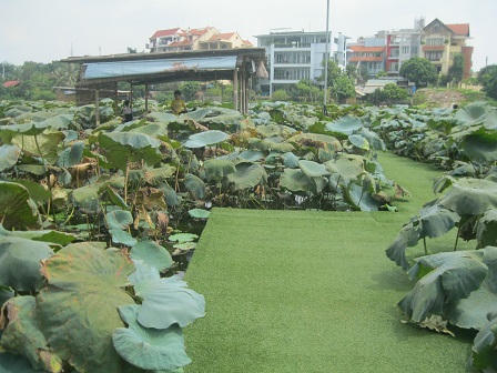 Giới trẻ bỏ bar, mê trà sen Tây Hồ