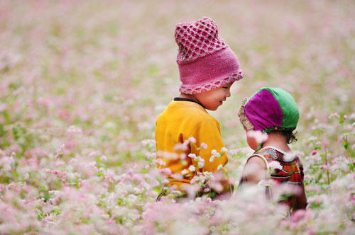 Mùa tam giác mạch nhuộm hồng cao nguyên đá Hà Giang