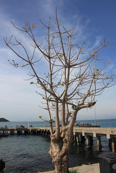 Người cuối cùng đan võng ngô đồng trên đảo Cù Lao Chàm