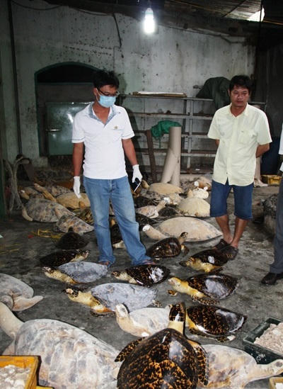 Phát lộ đường dây săn bắt, chế tác, tiêu thụ sản phẩm từ rùa biển