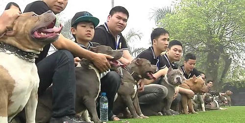 Chọi chó, trào lưu hay thú vui tàn ác?