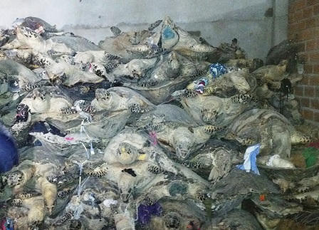 Phát lộ đường dây săn bắt, chế tác, tiêu thụ sản phẩm từ rùa biển