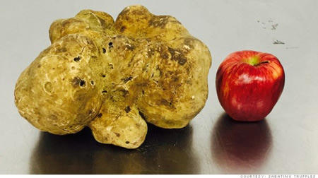 Cận cảnh nấm khổng lồ trị giá 21 tỷ