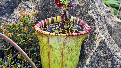 Những loài cây hiếm nhất thế giới