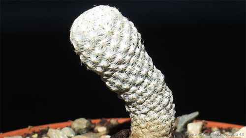 Những loài cây hiếm nhất thế giới