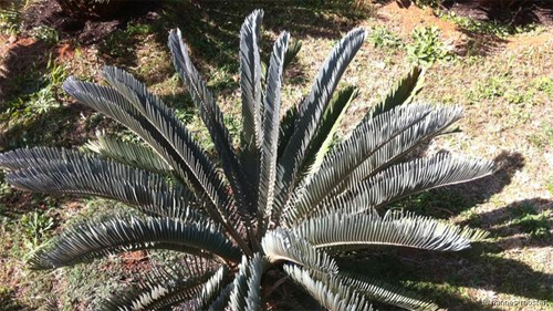 Những loài cây hiếm nhất thế giới