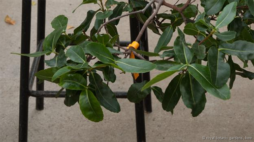 Những loài cây hiếm nhất thế giới