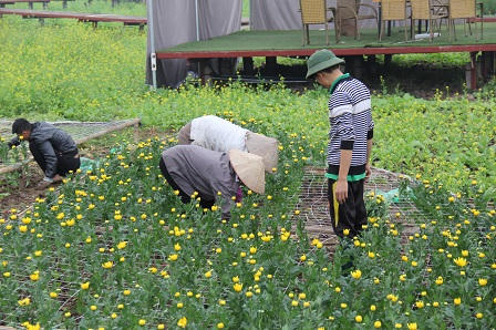 Những “hoa hậu” ở Thung lũng hoa giữa Thủ đô