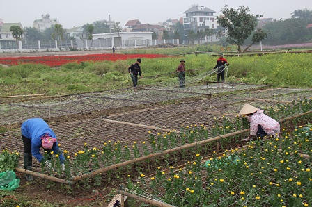 Những “hoa hậu” ở Thung lũng hoa giữa Thủ đô