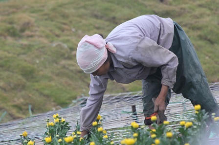 Những “hoa hậu” ở Thung lũng hoa giữa Thủ đô