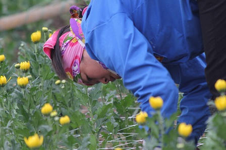 Những “hoa hậu” ở Thung lũng hoa giữa Thủ đô