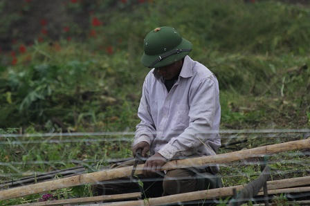 Những “hoa hậu” ở Thung lũng hoa giữa Thủ đô