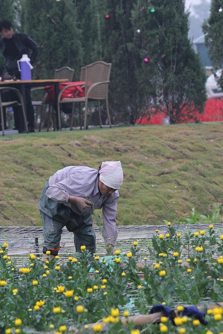 Những “hoa hậu” ở Thung lũng hoa giữa Thủ đô