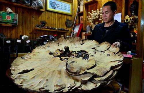 Phát hiện “nấm bất tử” khổng lồ 