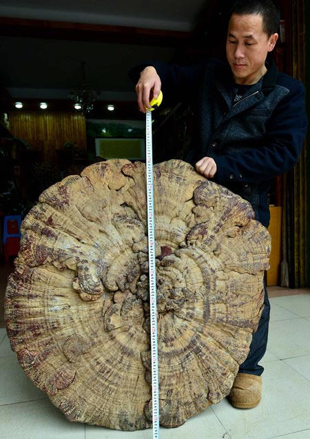 Phát hiện “nấm bất tử” khổng lồ 