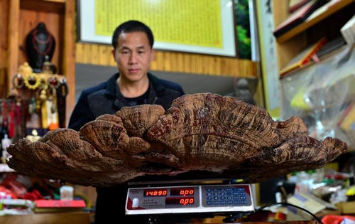 Phát hiện “nấm bất tử” khổng lồ 