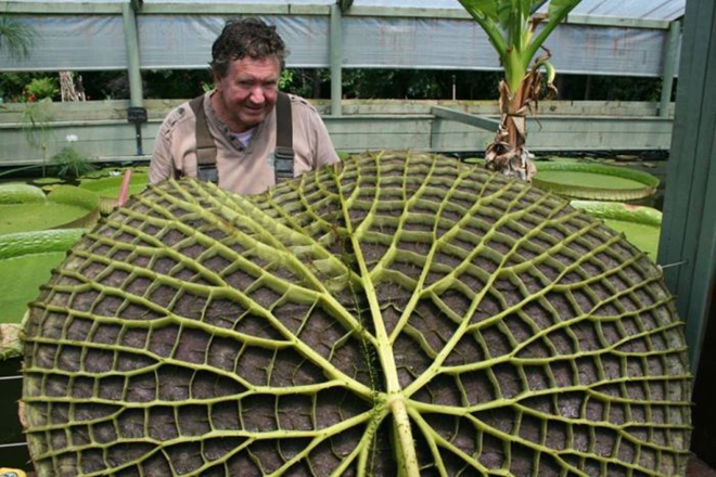 Chiếc lá kỷ lục to như thuyền tại Australia