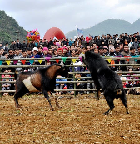 Tết Mùi, hớn hở… chọi dê 