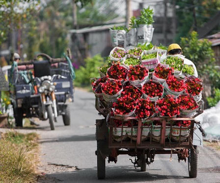 Làng hoa Sa Đéc, nơi tình yêu bắt đầu