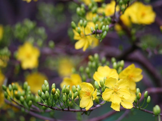 Lời nhắn từ... Mai !