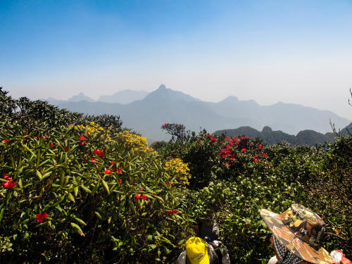 Ngắm hoa đỗ quyên trên đường chinh phục Fansipan