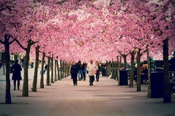 Những thành phố tuyệt nhất để ngắm hoa anh đào