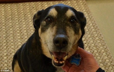 Chú chó đặc biệt ngửi ra được bệnh ung thư