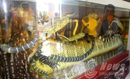 Cận cảnh mãng xà 7 mét trong bể rượu đại gia Tuyên Quang