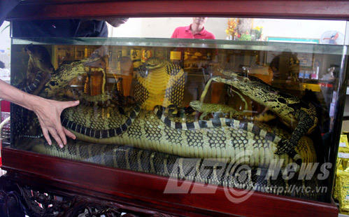 Cận cảnh mãng xà 7 mét trong bể rượu đại gia Tuyên Quang