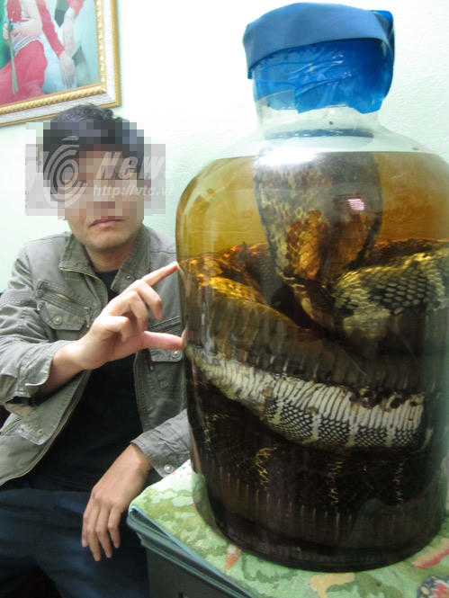 Cận cảnh mãng xà 7 mét trong bể rượu đại gia Tuyên Quang