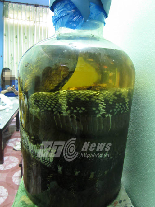 Cận cảnh mãng xà 7 mét trong bể rượu đại gia Tuyên Quang