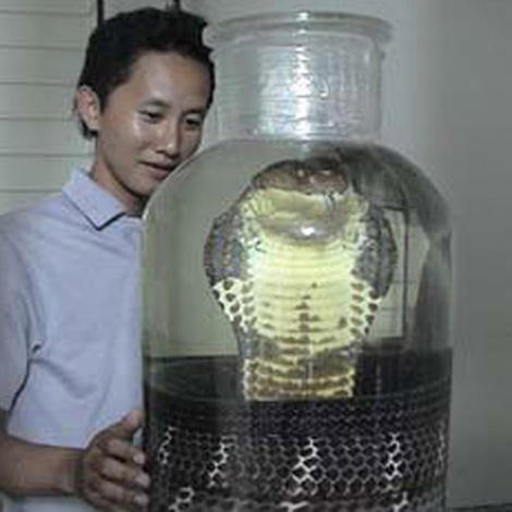 Cận cảnh mãng xà 7 mét trong bể rượu đại gia Tuyên Quang