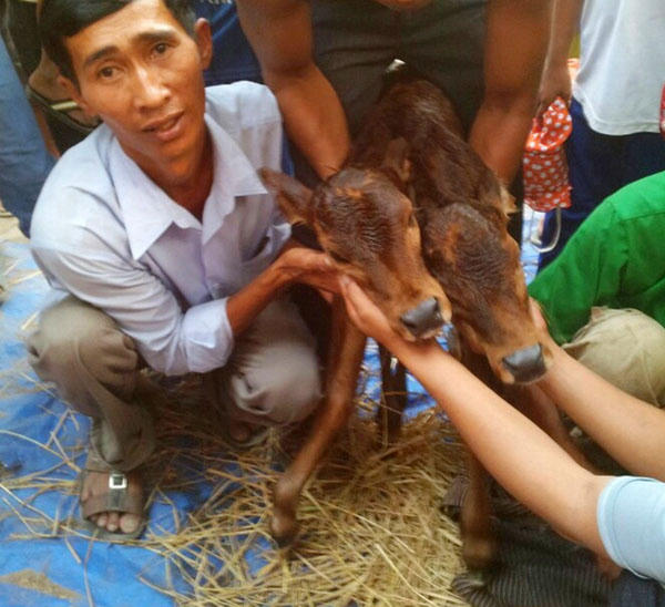 Bê hai đầu chào đời ở An Giang