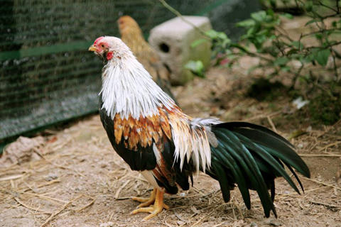 Khổ vì những sở thích “quái đản” của chồng