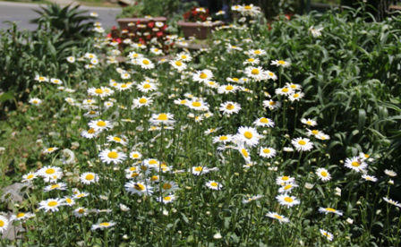 Những chân trời tháng Tư