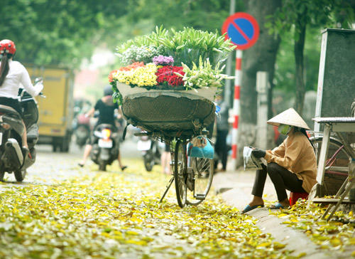 Đẹp ngỡ ngàng, Hà Nội mùa lá sấu bay…