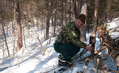 Liều mình thử dịch vụ... ngủ cùng hổ Siberia