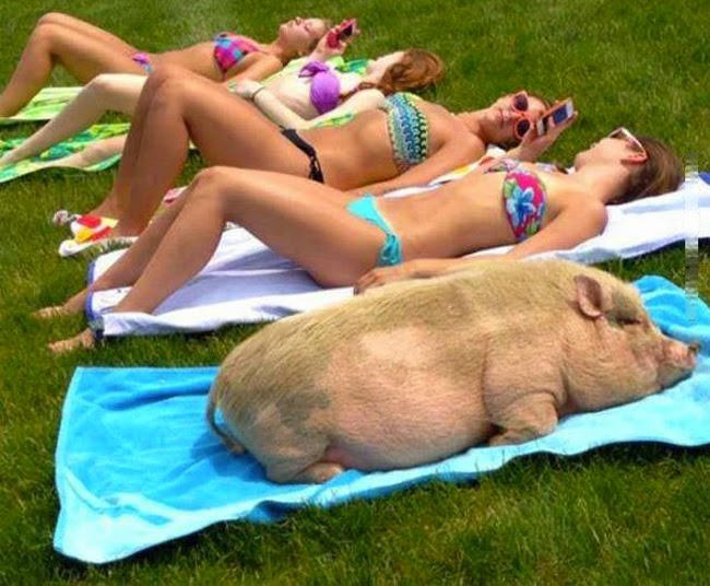 Con lợn và tấm thảm chùi chân