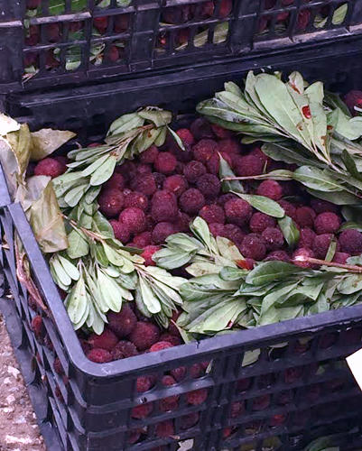 Thanh mai Trung Quốc 8 ngàn bán giá 200 ngàn/kg vẫn tranh nhau